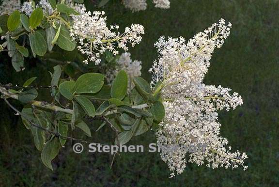 ceanothus leucodermis 5 graphic